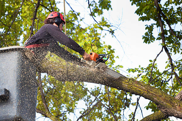 Professional Tree Removal Services in Corning, NY